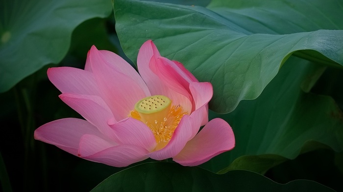 莱沃口腔‖小暑至，热浪来袭，这些口腔问题千万不要忽视！