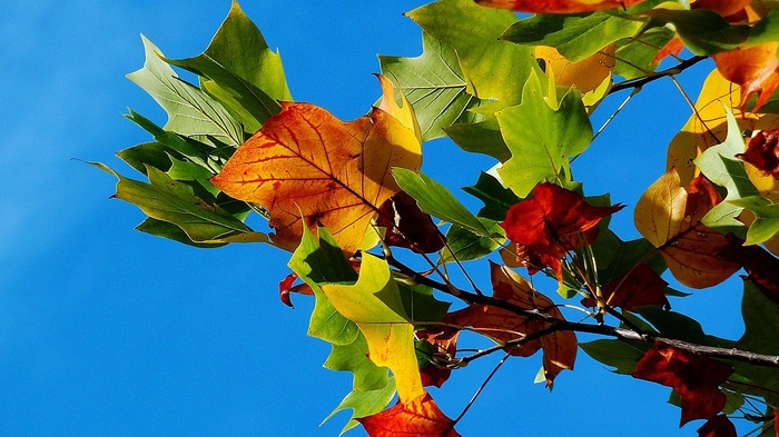 莱沃口腔‖处暑要到了，夏天留不住但口腔健康留的住