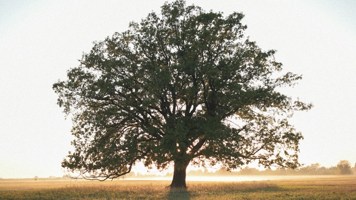 莱沃口腔‖守护牙齿根基，拒绝牙龈“贫瘠”，这些秘籍你一定要get！