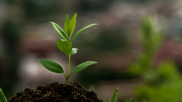 莱沃口腔‖植树节：从一棵小树到一口好牙的成长启示