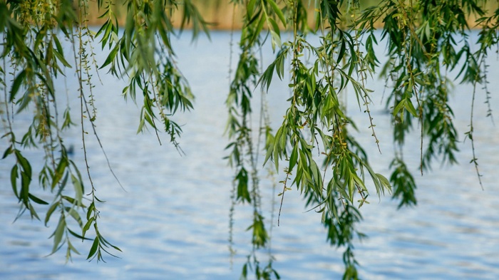 莱沃口腔‖清明时节杨柳青，祖传的护齿秘方到底灵不灵？