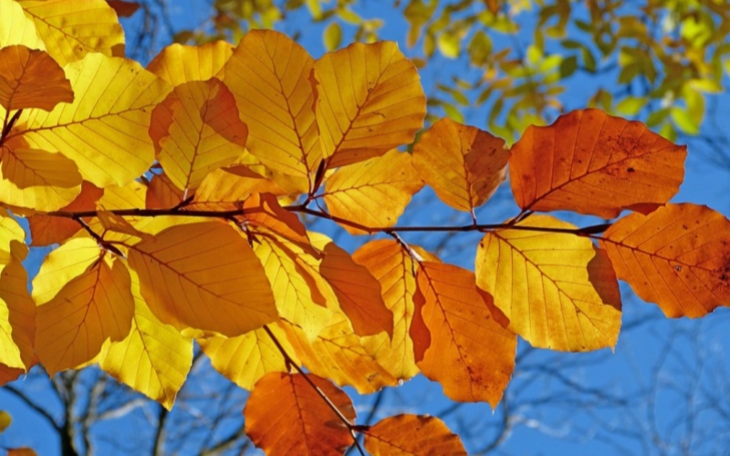 莱沃口腔‖贴秋膘前必看，护好这口牙，才能把营养“锁” 进身体里
