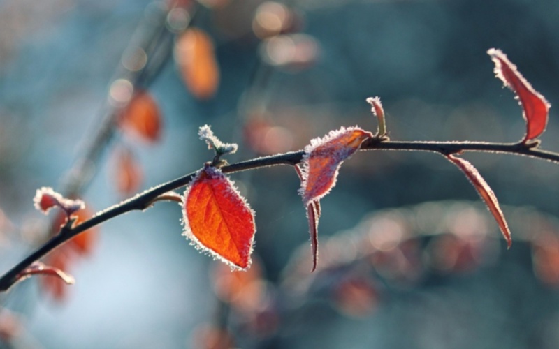 莱沃口腔‖霜降已至！逛菜市场时记得挑这些，每样都是“天然护牙神器”