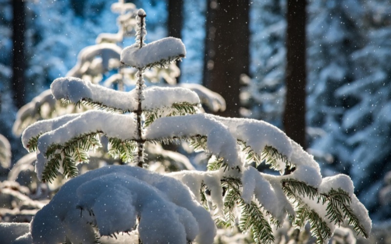 莱沃口腔‖大雪来了，牙齿“保暖穿搭”你准备好了吗？