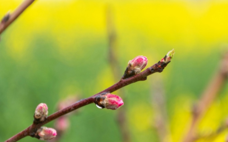 莱沃口腔‖立春，用明媚的笑容和春天撞个满怀
